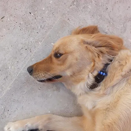 فندق مبيت وإفطار Dorukhan كوشاداسيه